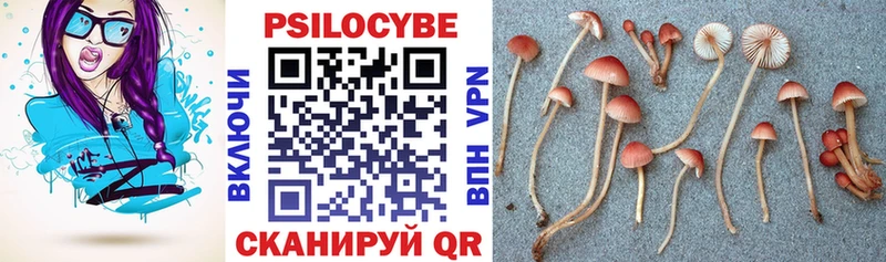 Псилоцибиновые грибы Psilocybe  Купить закладки  Никольское 
